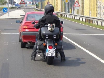 2008418222133_trasporto_cane_in_moto[1].jpg