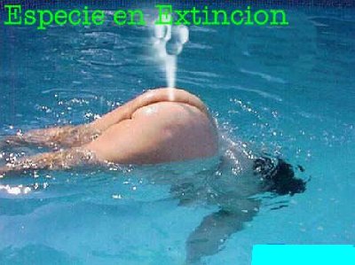 2008425182638_culo-agua[1].jpg